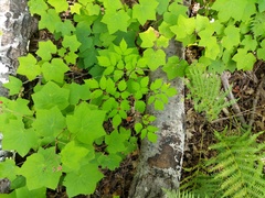 Actaea × ludovicii