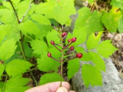 Actaea × ludovicii