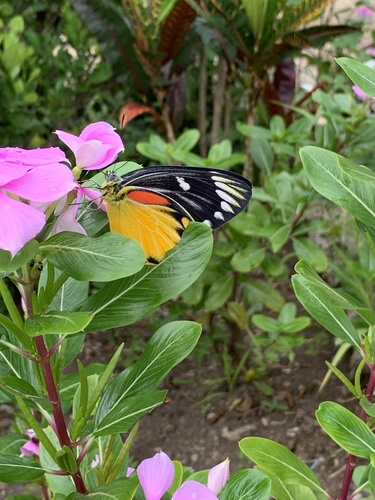 Red-spot Jezebel