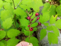 Actaea × ludovicii