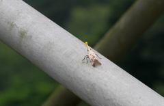 Pyrops watanabei