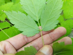 Actaea × ludovicii