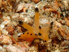 Thecacera