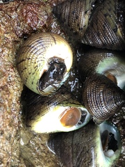 Tegula pellisserpentis