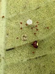 Theridula