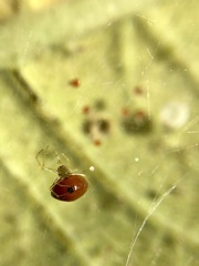 Theridula