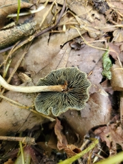 Panaeolus guttulatus