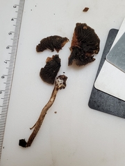 Panaeolus guttulatus