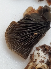 Panaeolus guttulatus