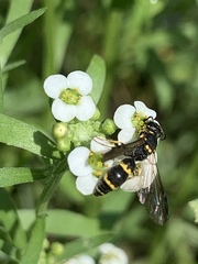 Symmorphus canadensis