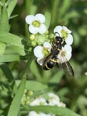 Symmorphus canadensis