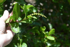 Coccoloba microstachya