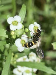 Symmorphus canadensis