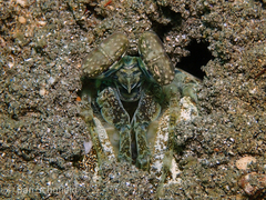 Lysiosquillina maculata