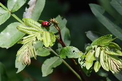 Pterocarya rhoifolia