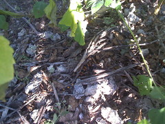 Micrurus pachecogili