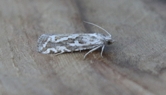 Pelochrista serpentana