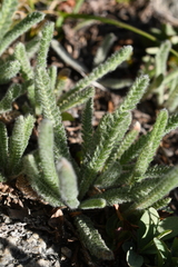 Ivesia santolinoides