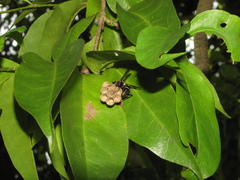 Polybia plebeja