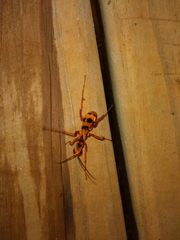 Sphictostethus gravesii