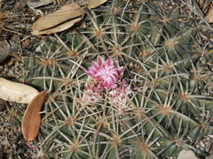 Ferocactus macrodiscus macrodiscus