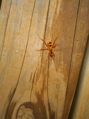 Sphictostethus gravesii