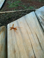 Sphictostethus gravesii