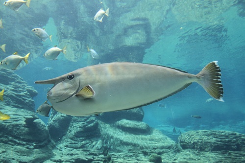 Whitemargin Unicornfish