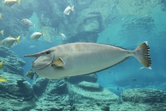 White Margin Unicornfish photo 2