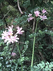 Amaryllis belladonna