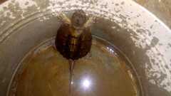 Chelydra rossignonii