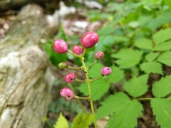 Actaea × ludovicii