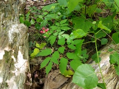 Actaea × ludovicii