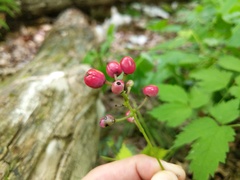 Actaea × ludovicii