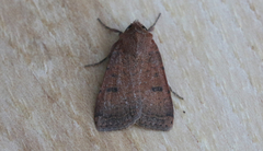 Abagrotis trigona