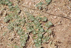 Guilleminea densa