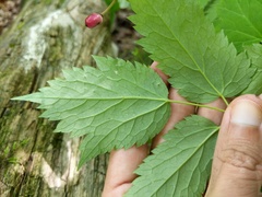 Actaea × ludovicii