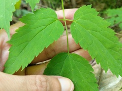 Actaea × ludovicii