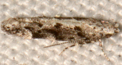 Coleotechnites florae