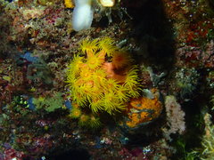 Tubastraea