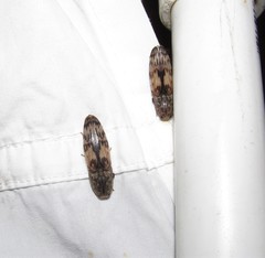 Pherhimius fascicularis