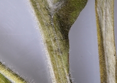 Pseudognaphalium macounii