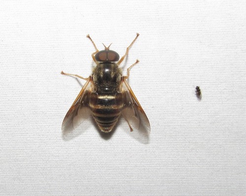 Golden-haired Horse Fly photo 2
