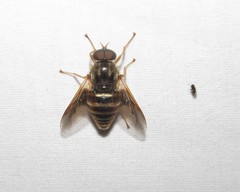 Goniops chrysocoma