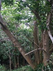 Erythrina ×sykesii