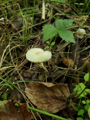 Leucocoprinus flavescens