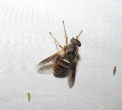 Goniops chrysocoma