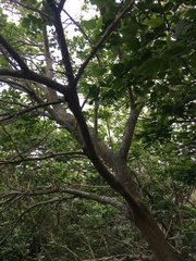 Erythrina ×sykesii