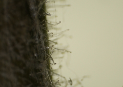 Pseudognaphalium macounii