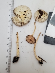 Leucocoprinus flavescens